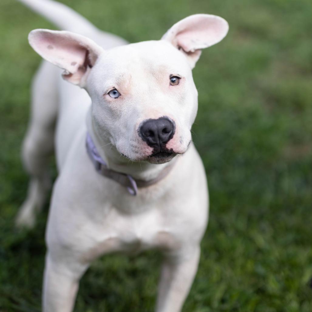 Enlarge Marlee, a Adoptable mixed breed in Talbott, TN image 4/6