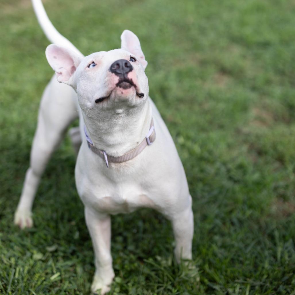 Enlarge Marlee, a Adoptable mixed breed in Talbott, TN image 5/6