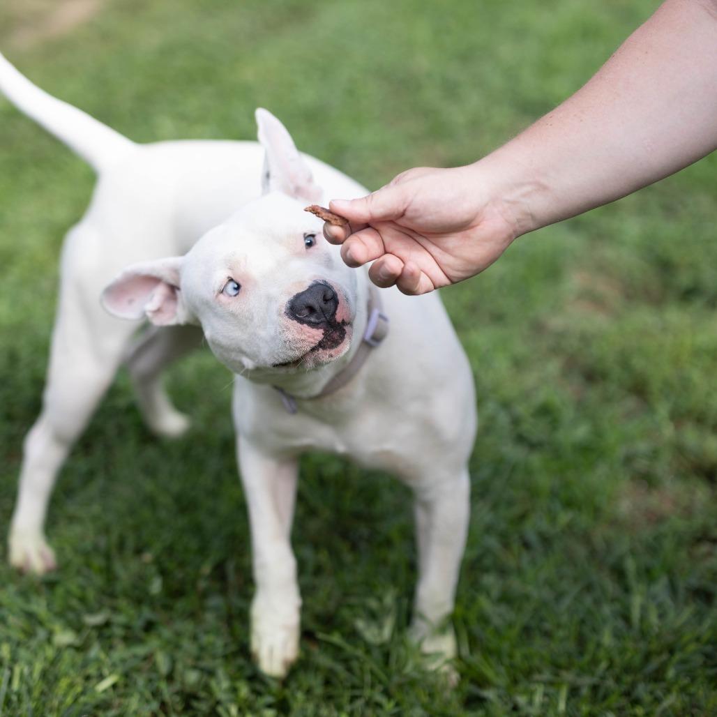 Enlarge Marlee, a Adoptable mixed breed in Talbott, TN image 6/6