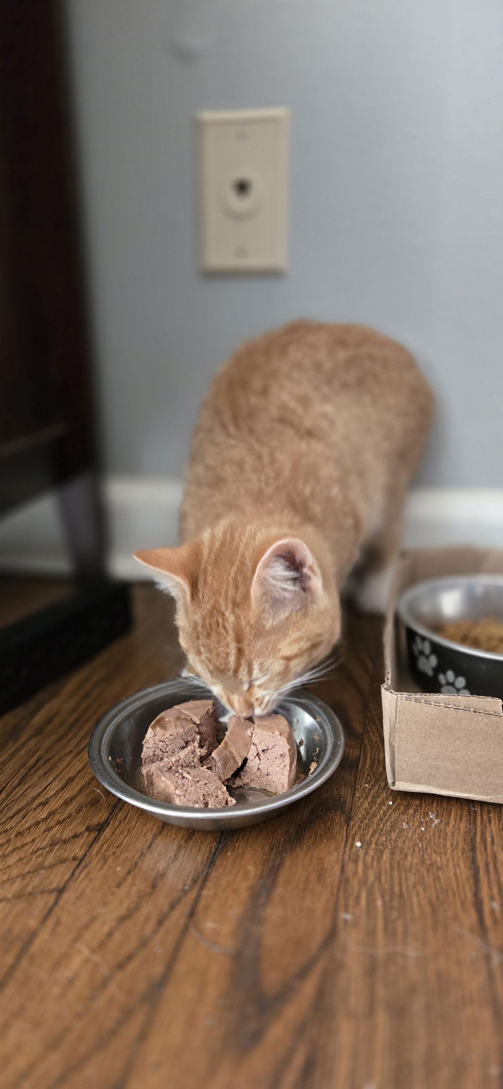 Enlarge Chip, a Adopted Domestic Short Hair in Decatur, GA image 1/3