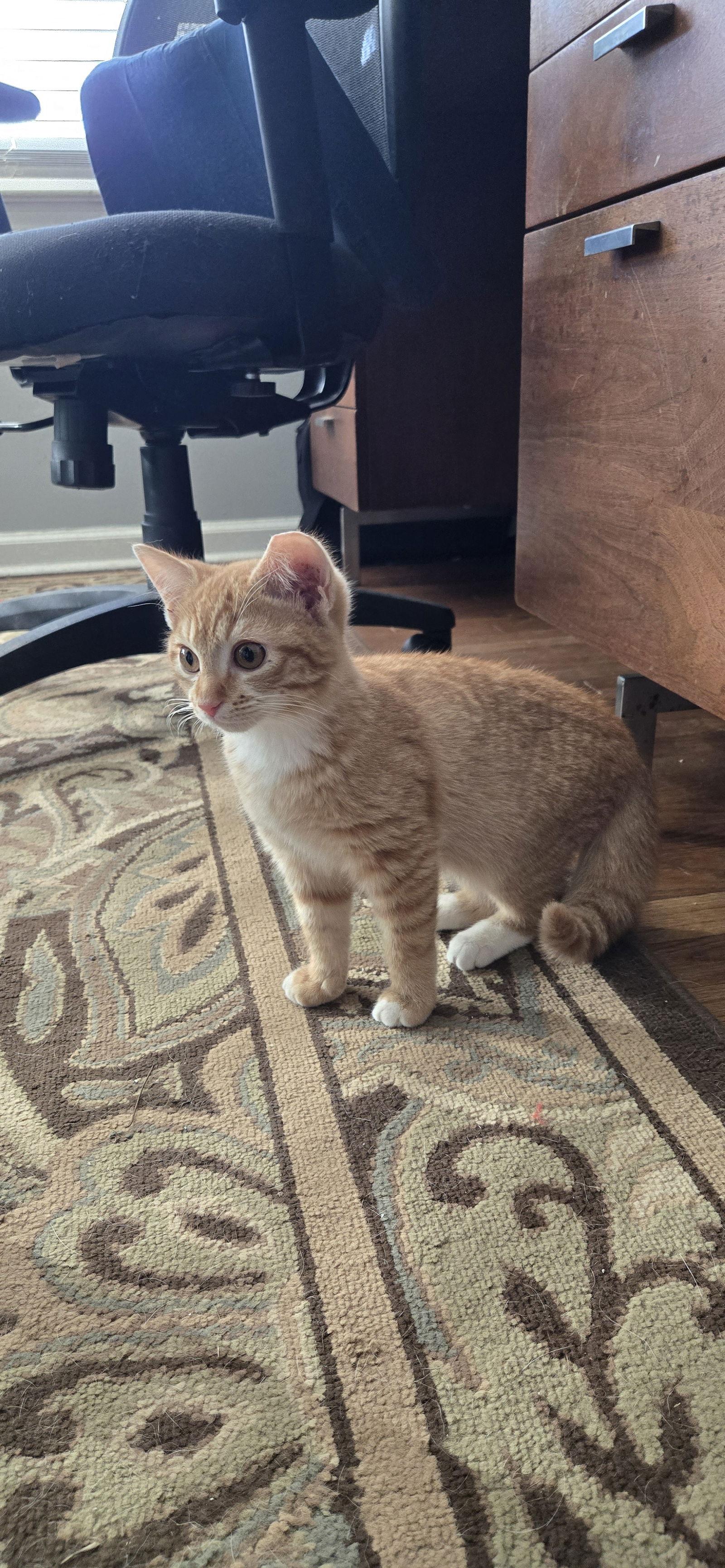 Enlarge Chip, a Adopted Domestic Short Hair in Decatur, GA image 2/3