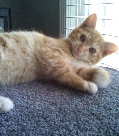 Enlarge Chip, a Adopted Domestic Short Hair in Decatur, GA image 3/3