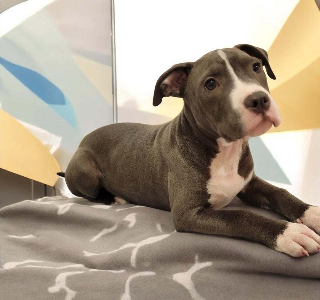 Monkey (aka Boaz), Adoptable, Puppy Male Pit Bull Terrier.