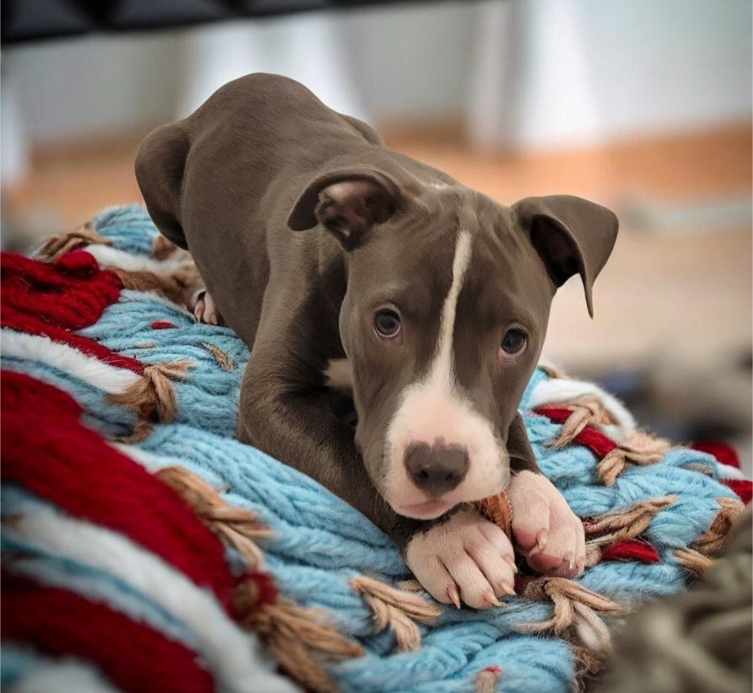 Monkey (aka Boaz), a Adoptable mixed breed in Elwood, NJ image 5/5