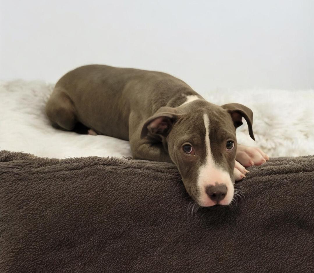 Monkey (aka Boaz), a Adoptable mixed breed in Elwood, NJ image 2/5