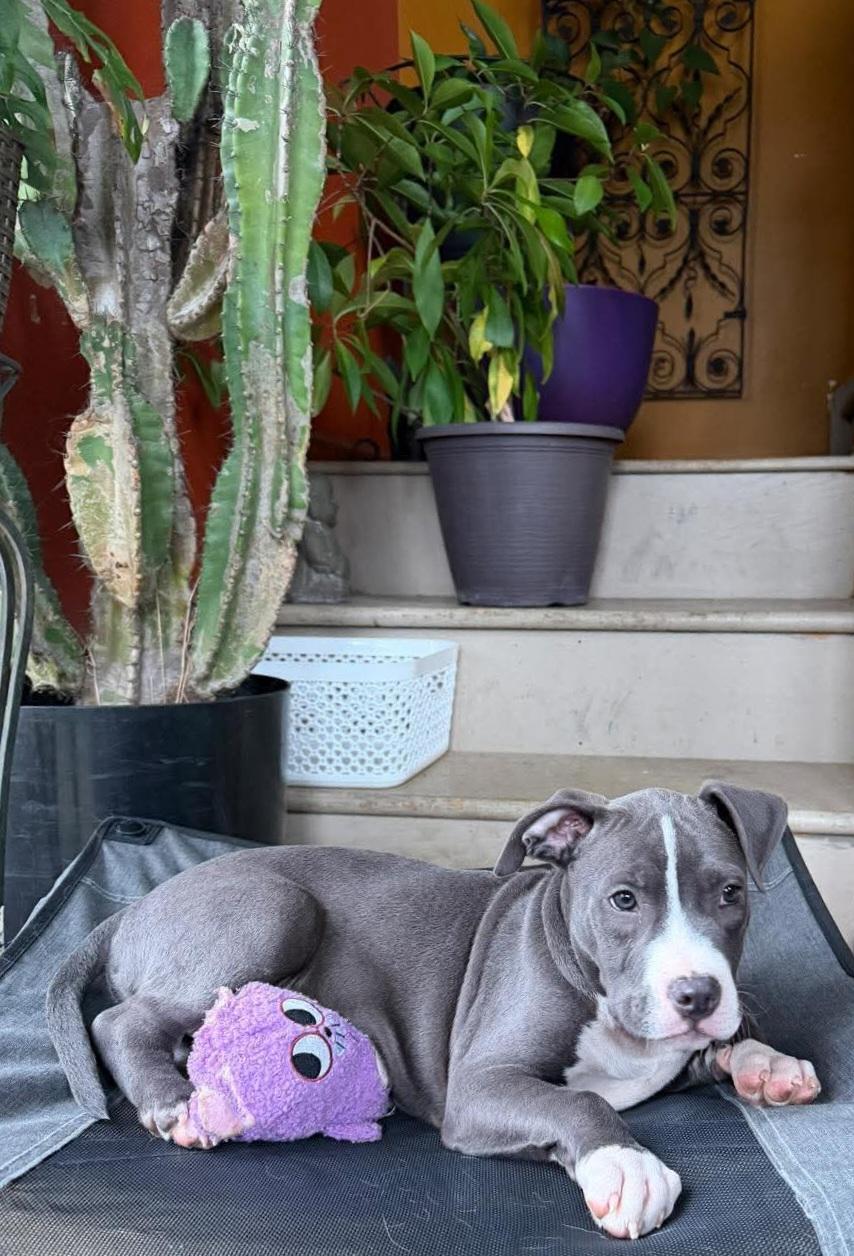 Monkey (aka Boaz), a Adoptable mixed breed in Elwood, NJ image 4/5