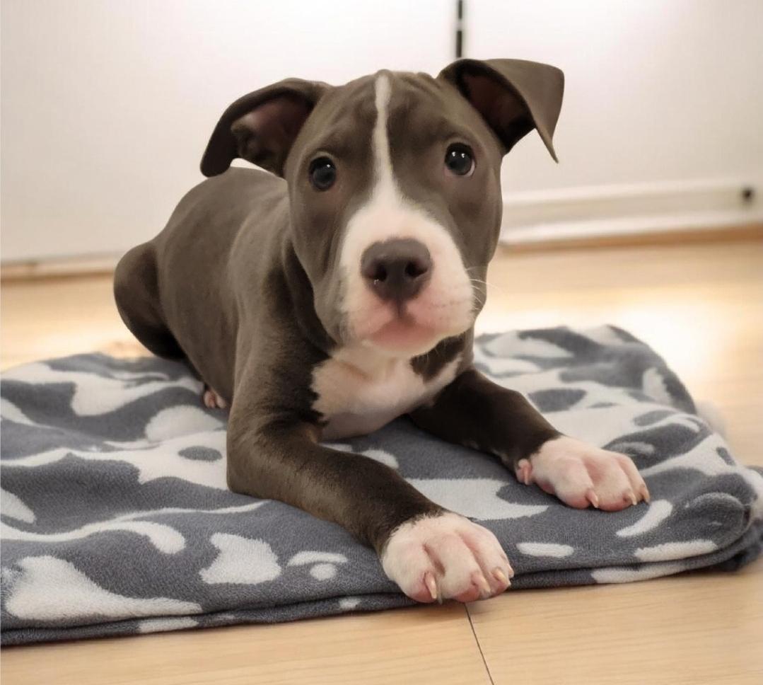 Monkey (aka Boaz), a Adoptable mixed breed in Elwood, NJ image 3/5