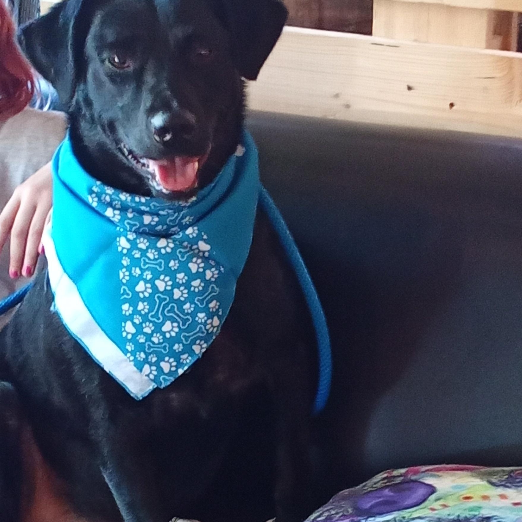 Jack Black, a Adoptable mixed breed in Richmond, KY image 2/4