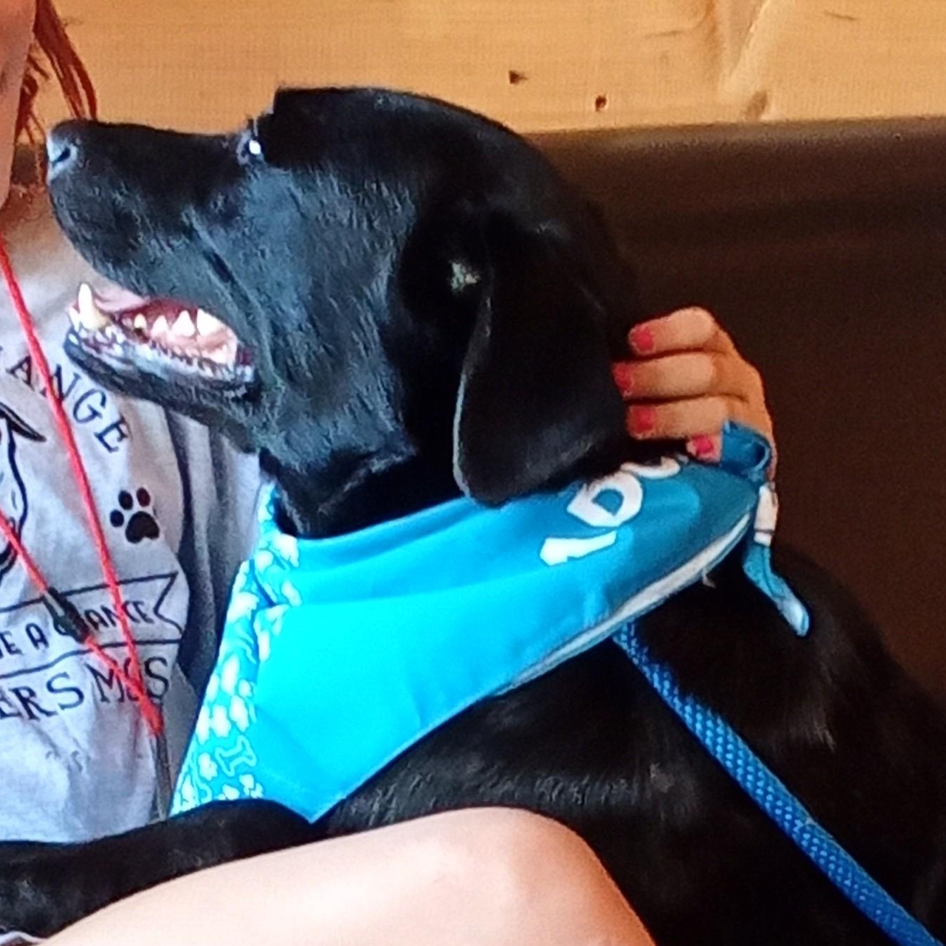 Jack Black, a Adoptable mixed breed in Richmond, KY image 4/4