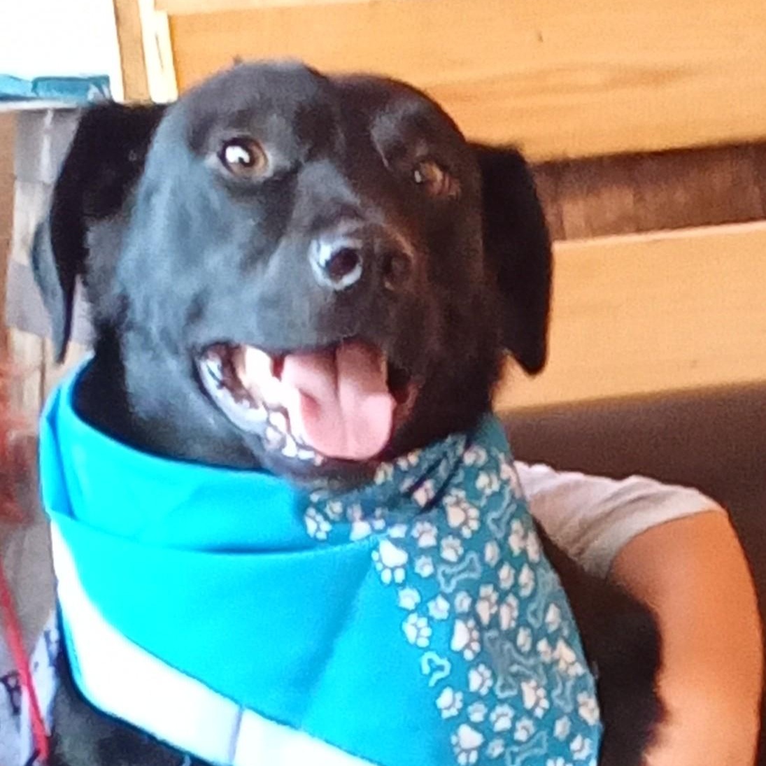 Jack Black, a Adoptable mixed breed in Richmond, KY image 1/4