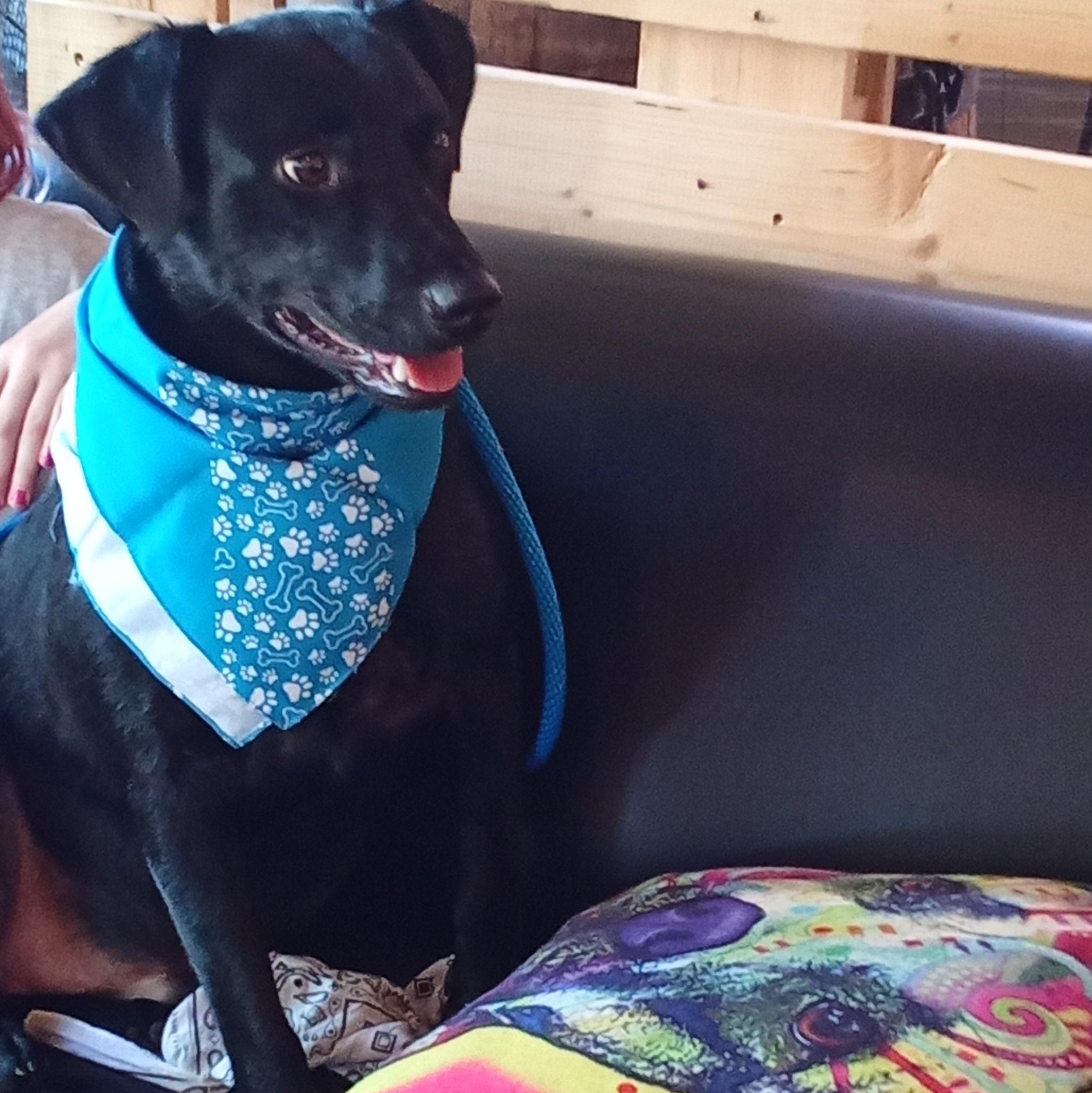 Jack Black, a Adoptable mixed breed in Richmond, KY image 3/4