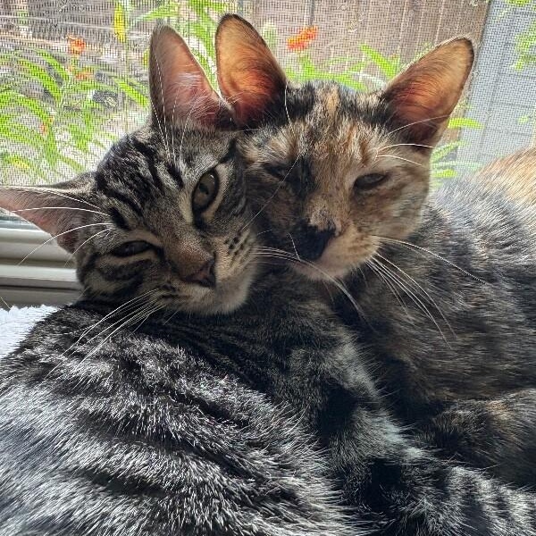 Scout Jerny — thumbnail 4