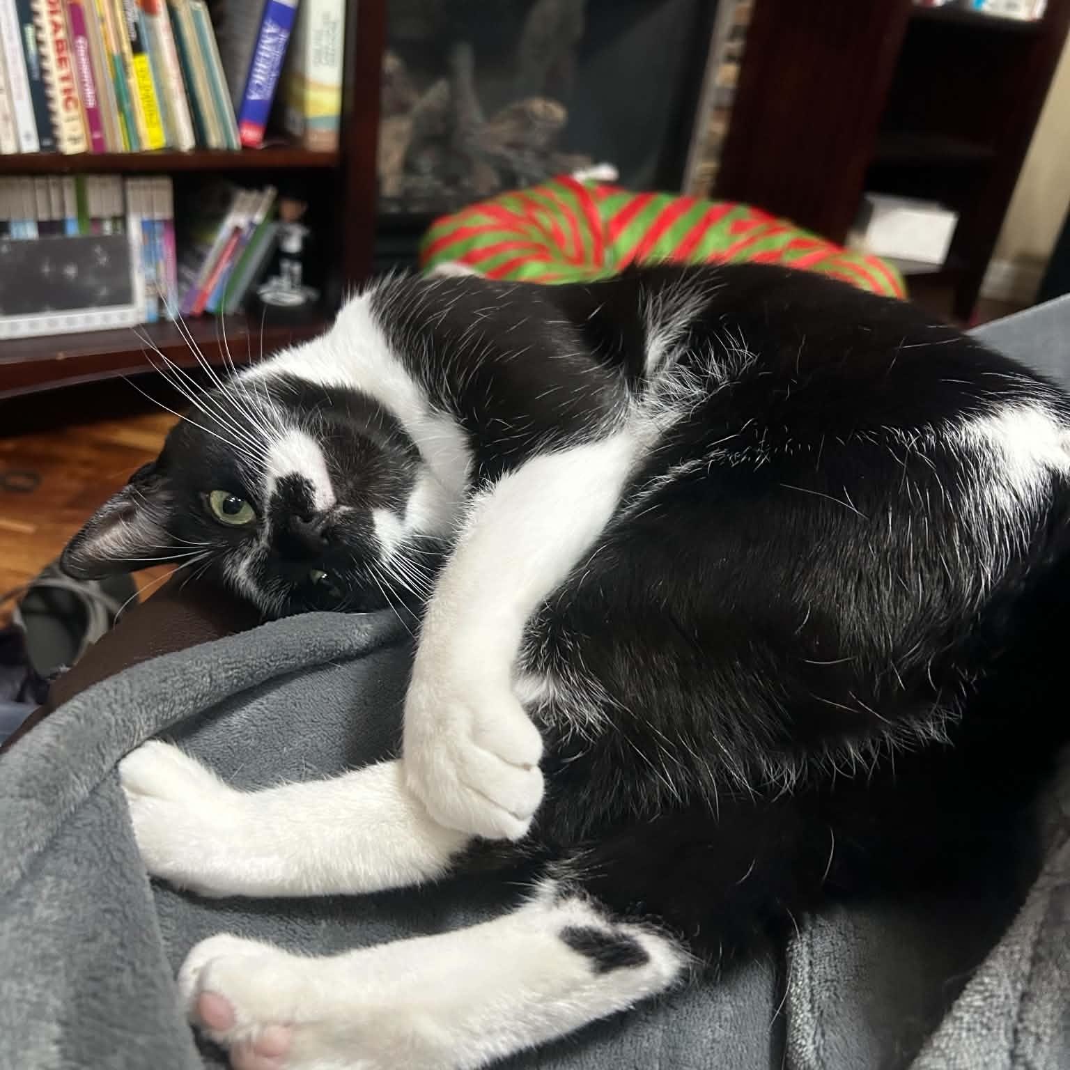 Oreo, Adopted, Young Male Domestic Short Hair & Tuxedo.