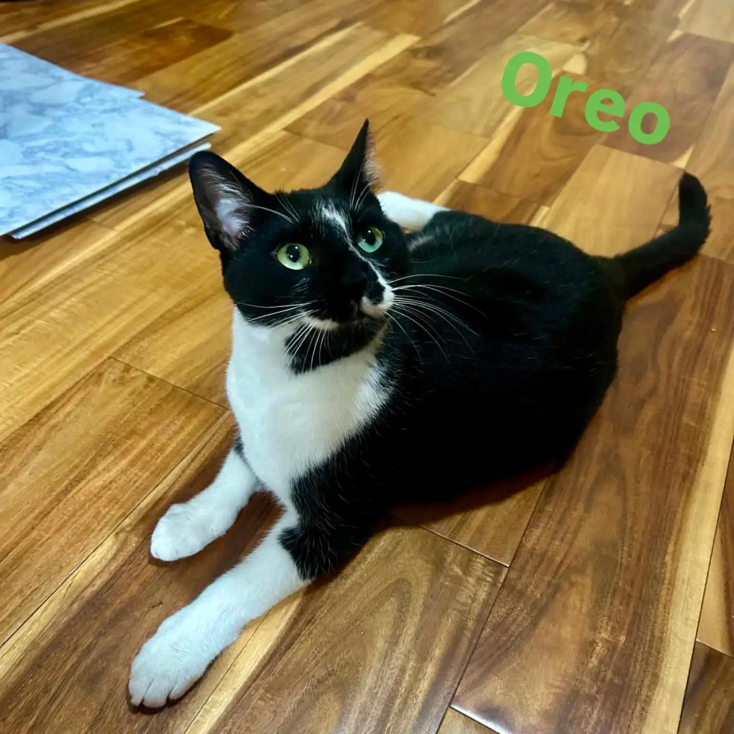 Enlarge Oreo, a Adopted mixed breed in West Richland, WA image 2/6