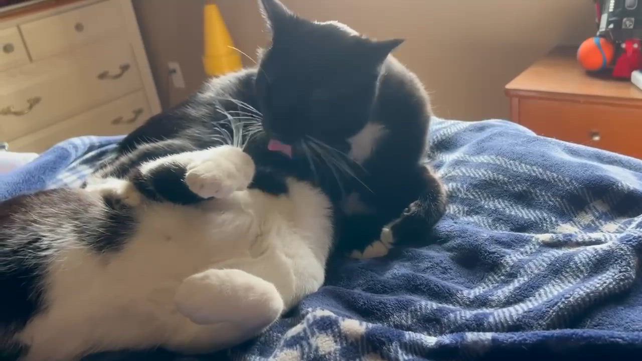 Enlarge Oreo, a Adopted mixed breed in West Richland, WA video 5/6