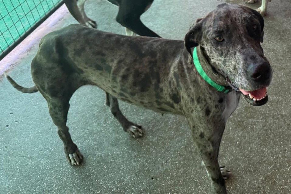 Velma, Adoptable, Young Female Great Dane.