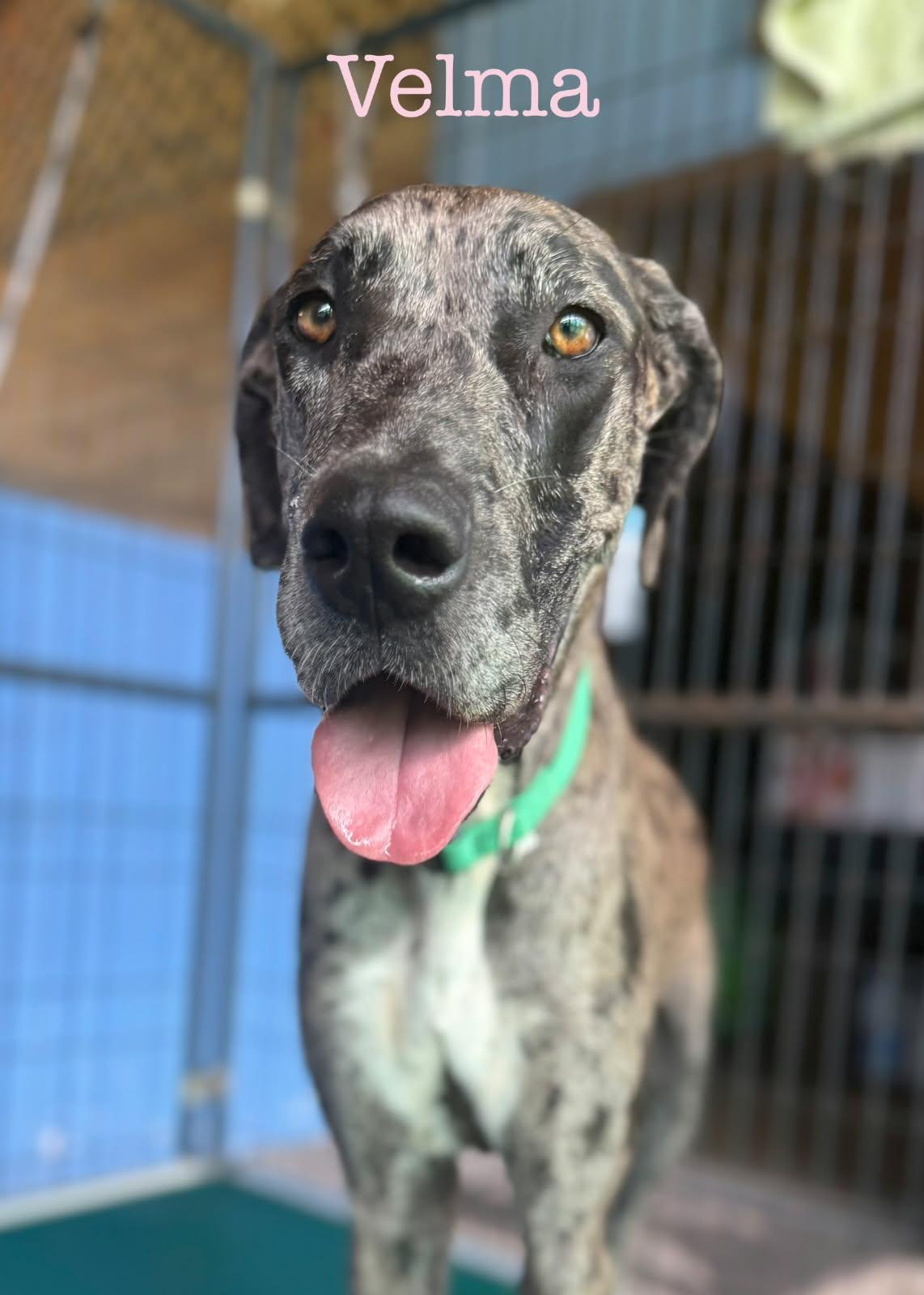 Velma, a Adoptable Great Dane in Jupiter, FL image 2/3