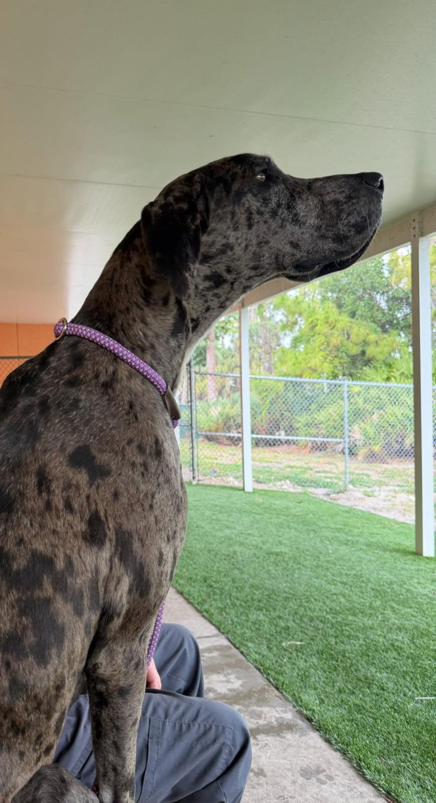 Velma, a Adoptable Great Dane in Jupiter, FL image 3/3