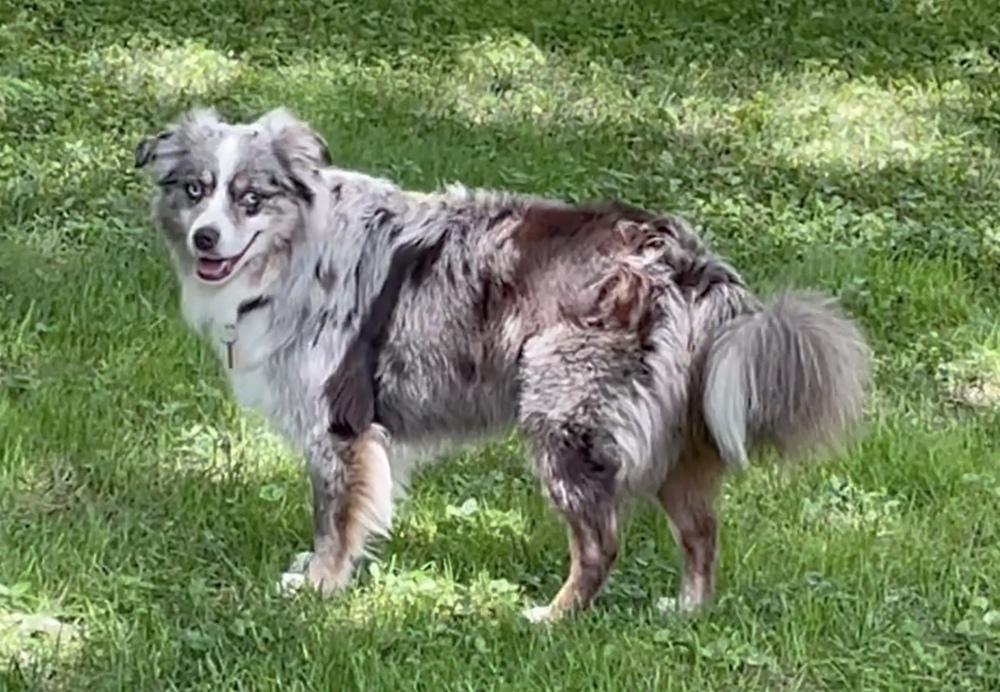 1187 Sheppe, a Adoptable Australian Shepherd in Henderson, KY image 1/5
