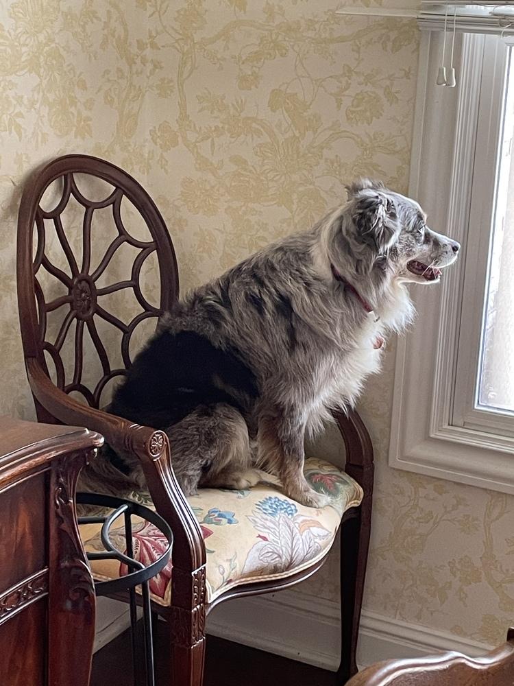 1187 Sheppe, a Adoptable Australian Shepherd in Henderson, KY image 2/5