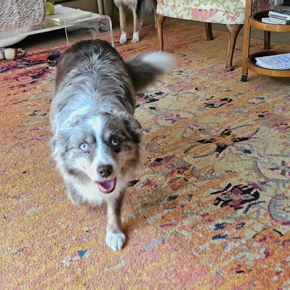 1187 Sheppe, a Adoptable Australian Shepherd in Henderson, KY image 3/5