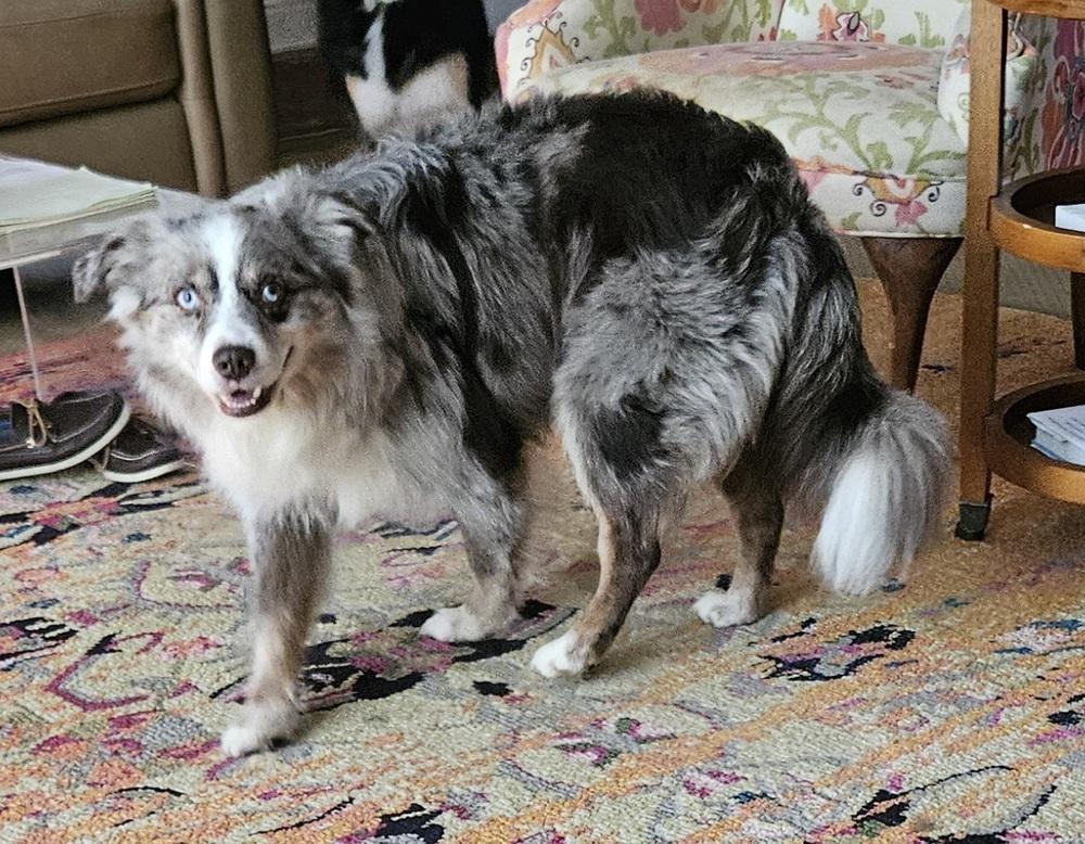 1187 Sheppe, a Adoptable Australian Shepherd in Henderson, KY image 4/5