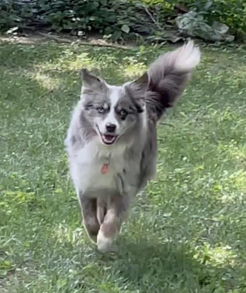 1187 Sheppe, a Adoptable Australian Shepherd in Henderson, KY image 5/5