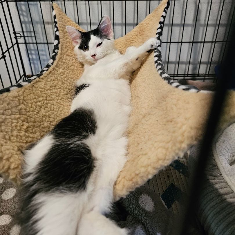 Dottie, Adopted, Young Female Domestic Medium Hair.