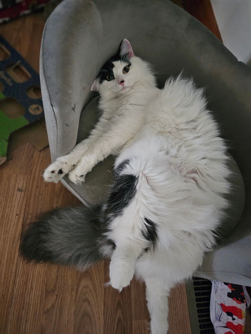 Enlarge Dottie, a Adopted Domestic Medium Hair in Tabor City, NC image 3/4