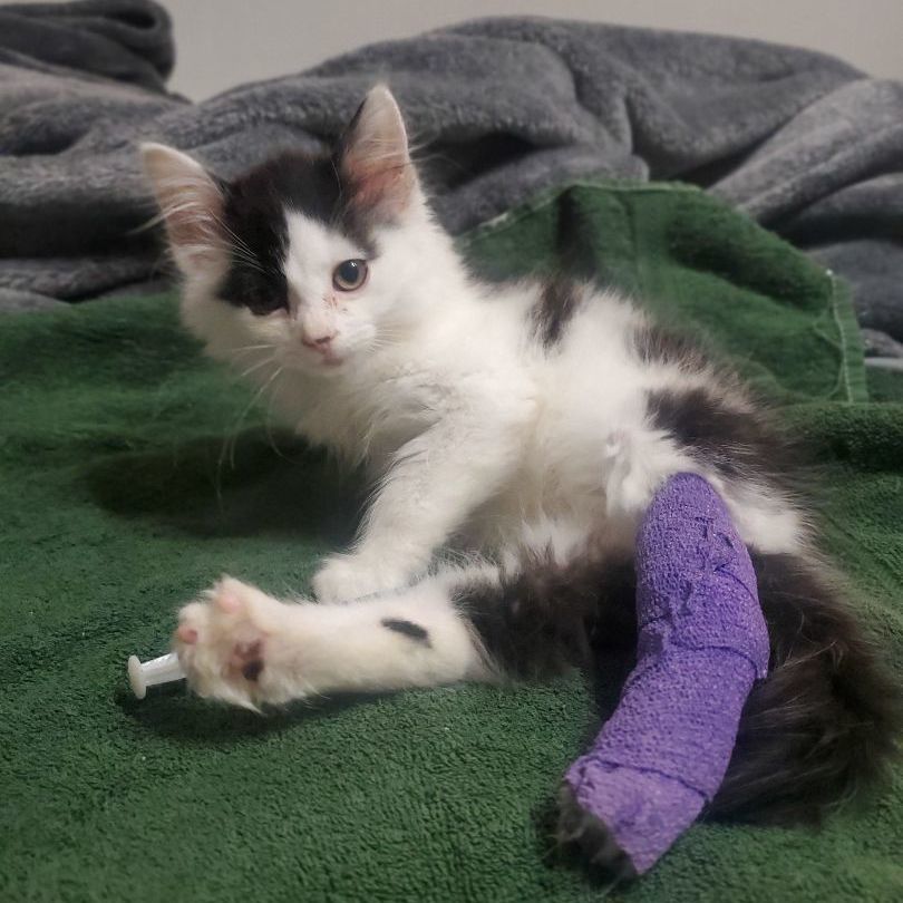 Enlarge Dottie, a Adopted Domestic Medium Hair in Tabor City, NC image 4/4