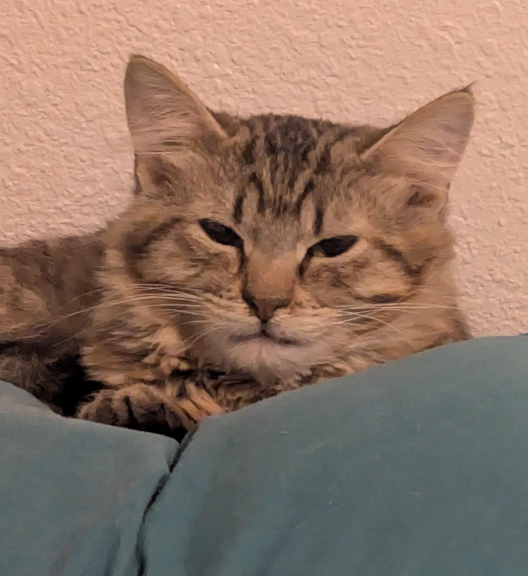 Gravy the soft and snuggly fluffball