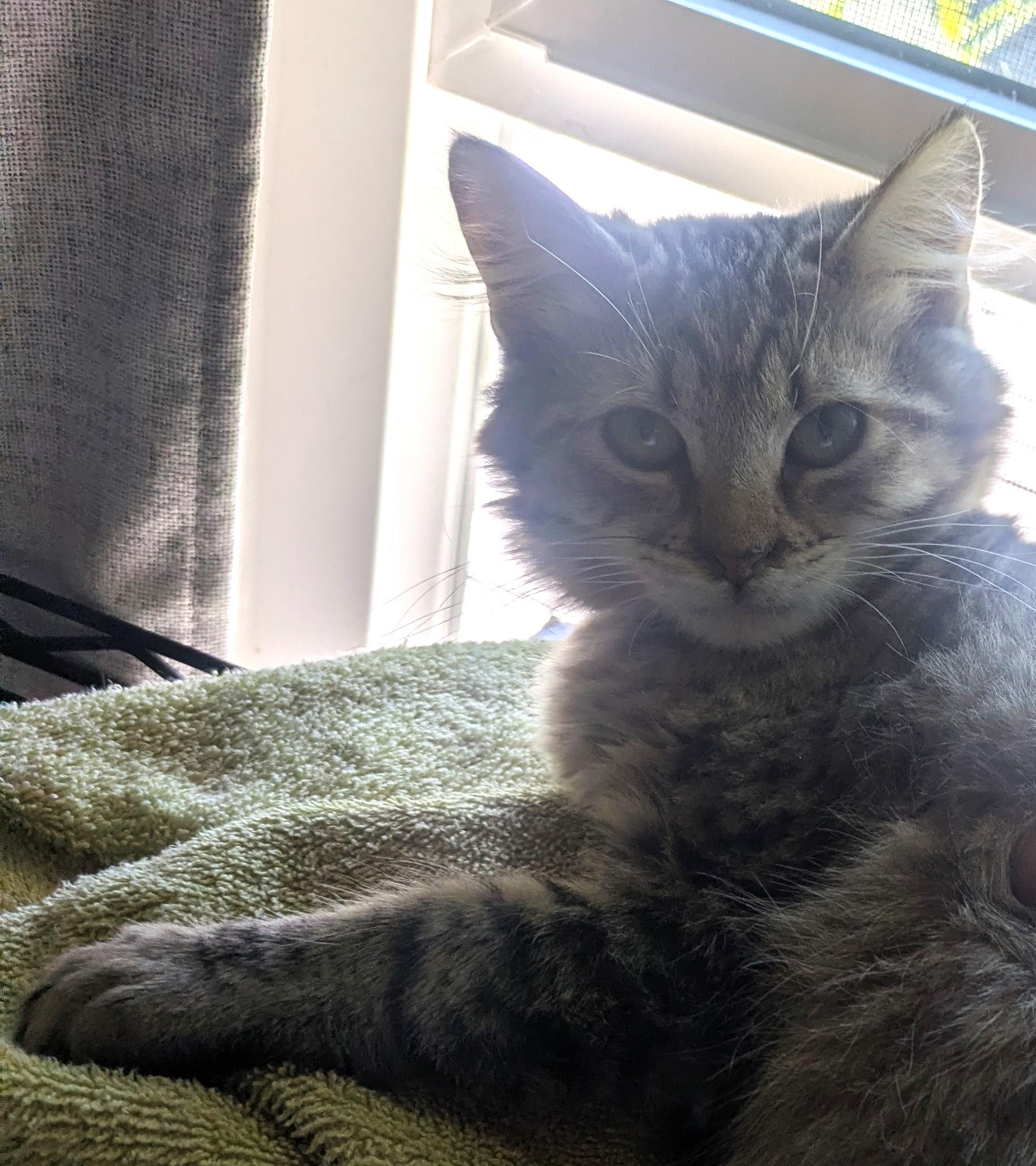 Gravy the soft and snuggly fluffball