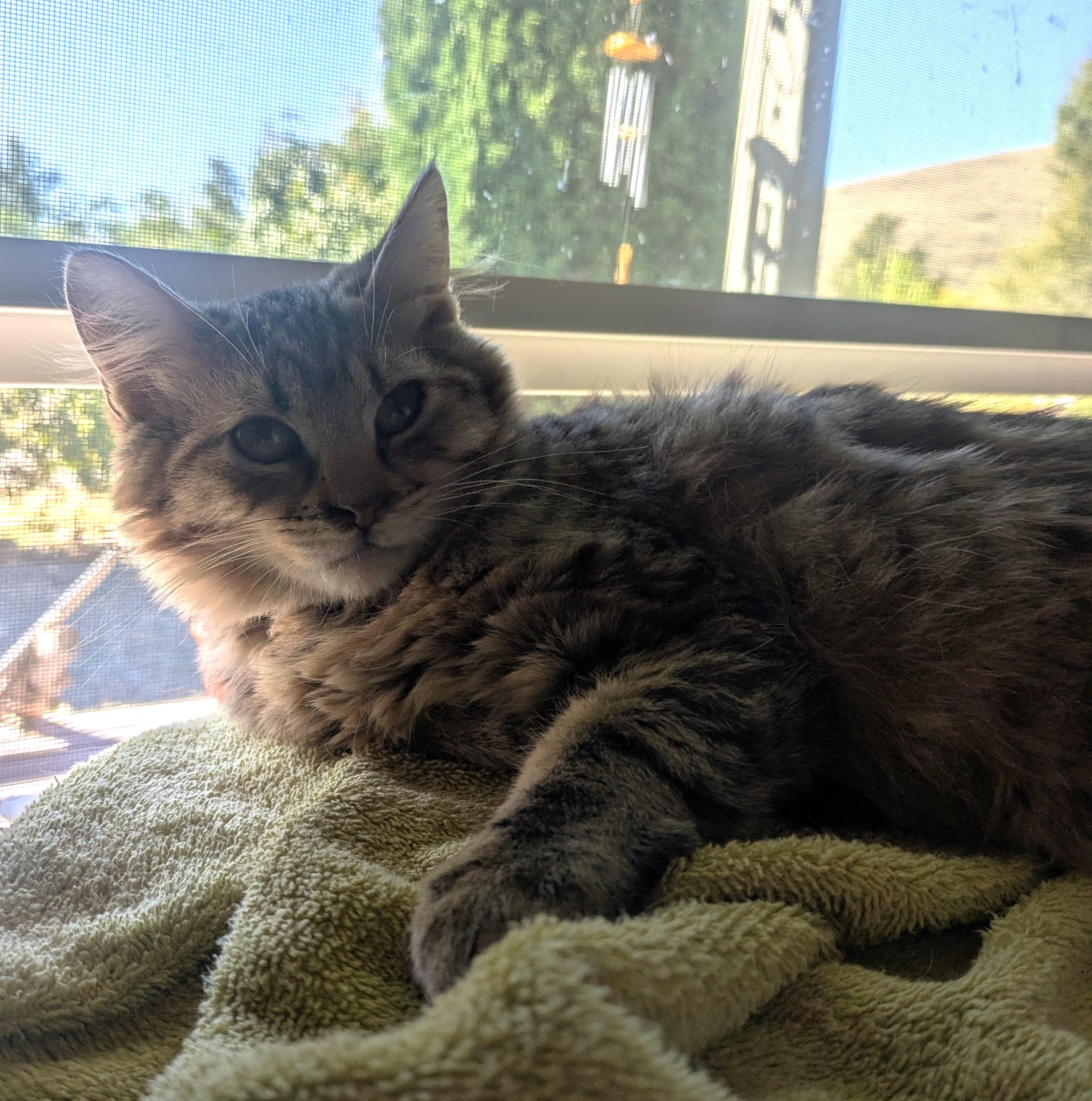 Gravy the soft and snuggly fluffball