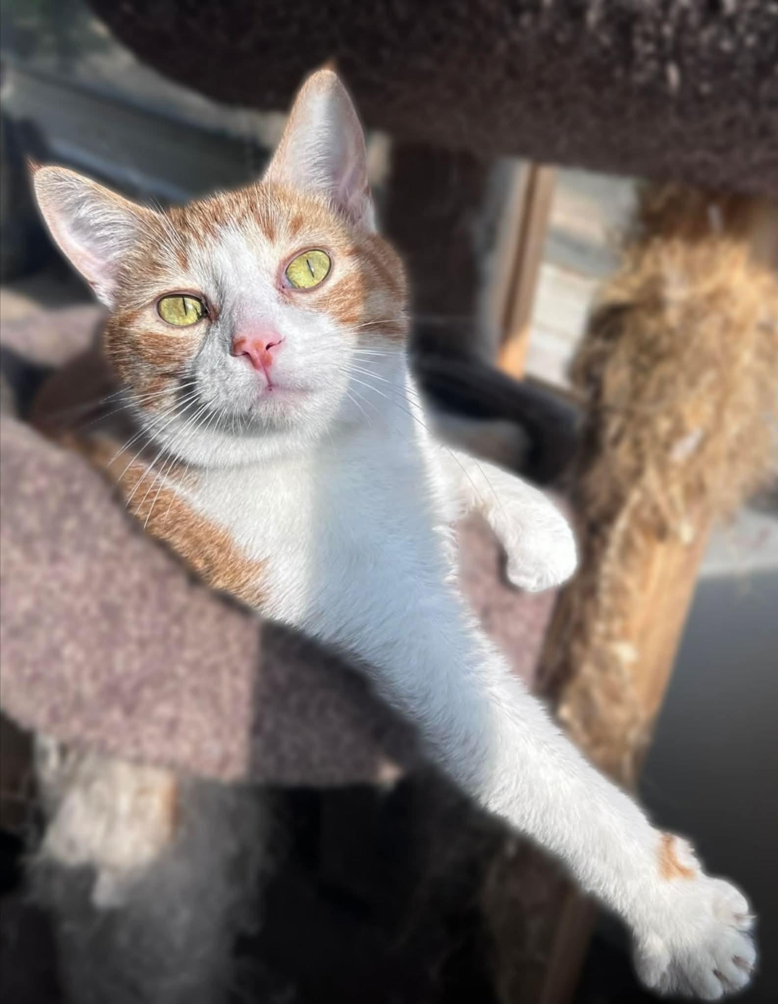 Enlarge Blaze, a Adoptable Domestic Short Hair in Hamilton, MI image 1/1