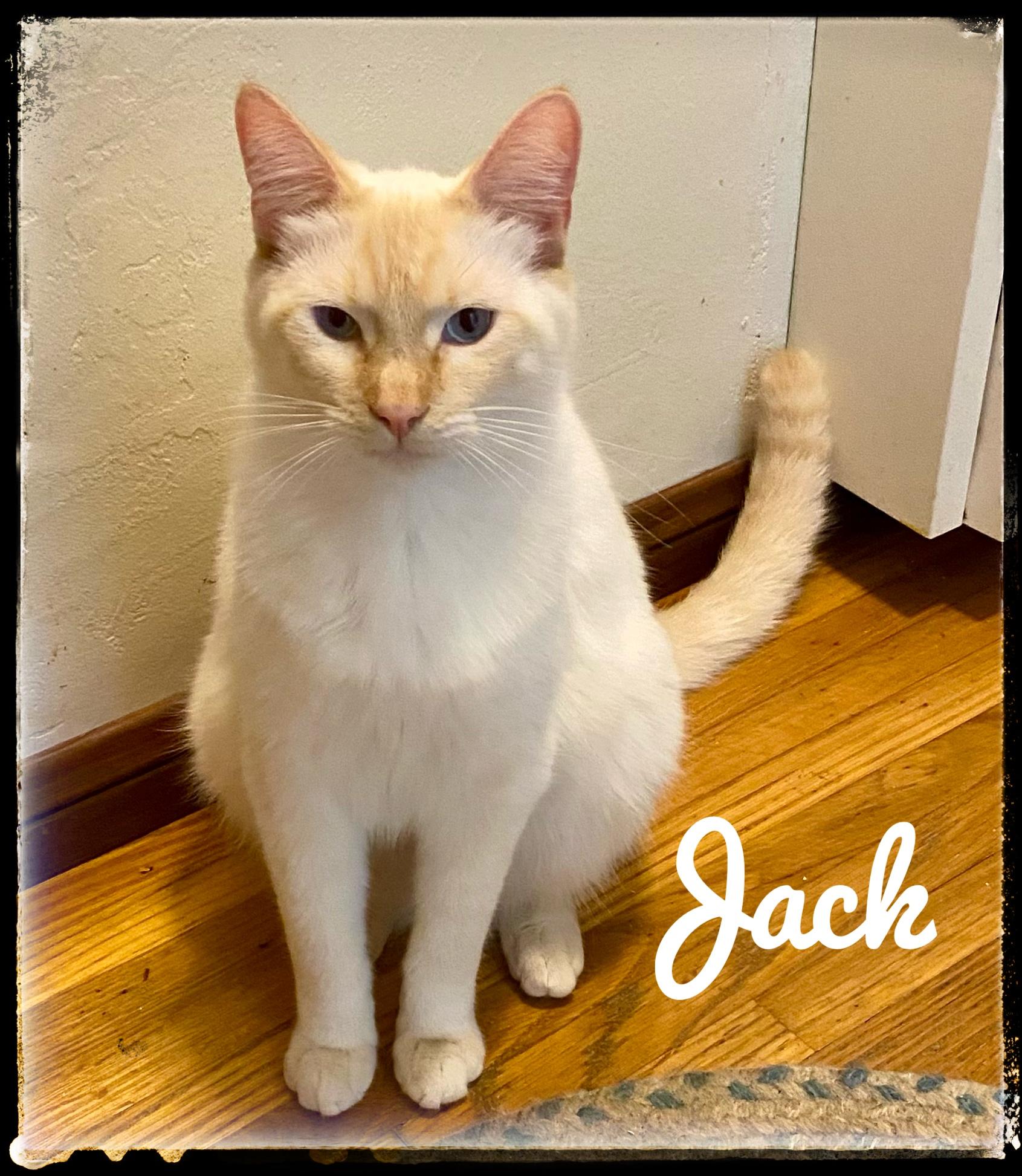 Enlarge Jack, a Adoptable Siamese in El Cajon, CA image 1/1