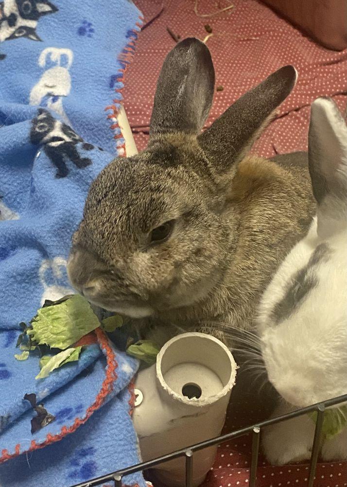 Pookie, Adoptable, Adult Male American & American.