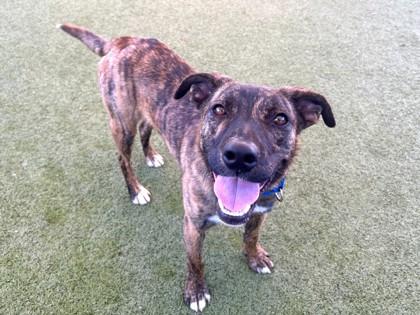 Tortle, Adoptable, Adult Male Cattle Dog & Mixed Breed.
