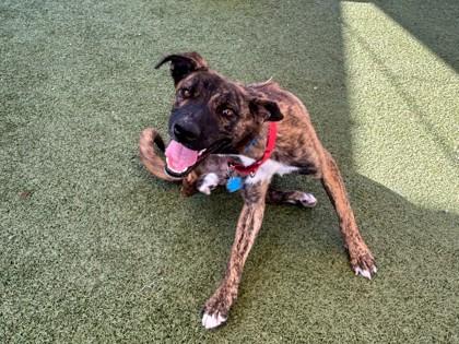 Enlarge Tortle, a Adoptable mixed breed in Phoenix, AZ image 2/3