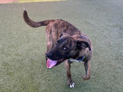 Enlarge Tortle, a Adoptable mixed breed in Phoenix, AZ image 3/3