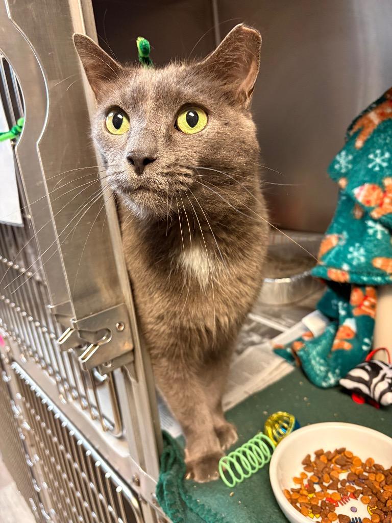 Sir Charles, a Adoptable mixed breed in Detroit, MI image 1/3