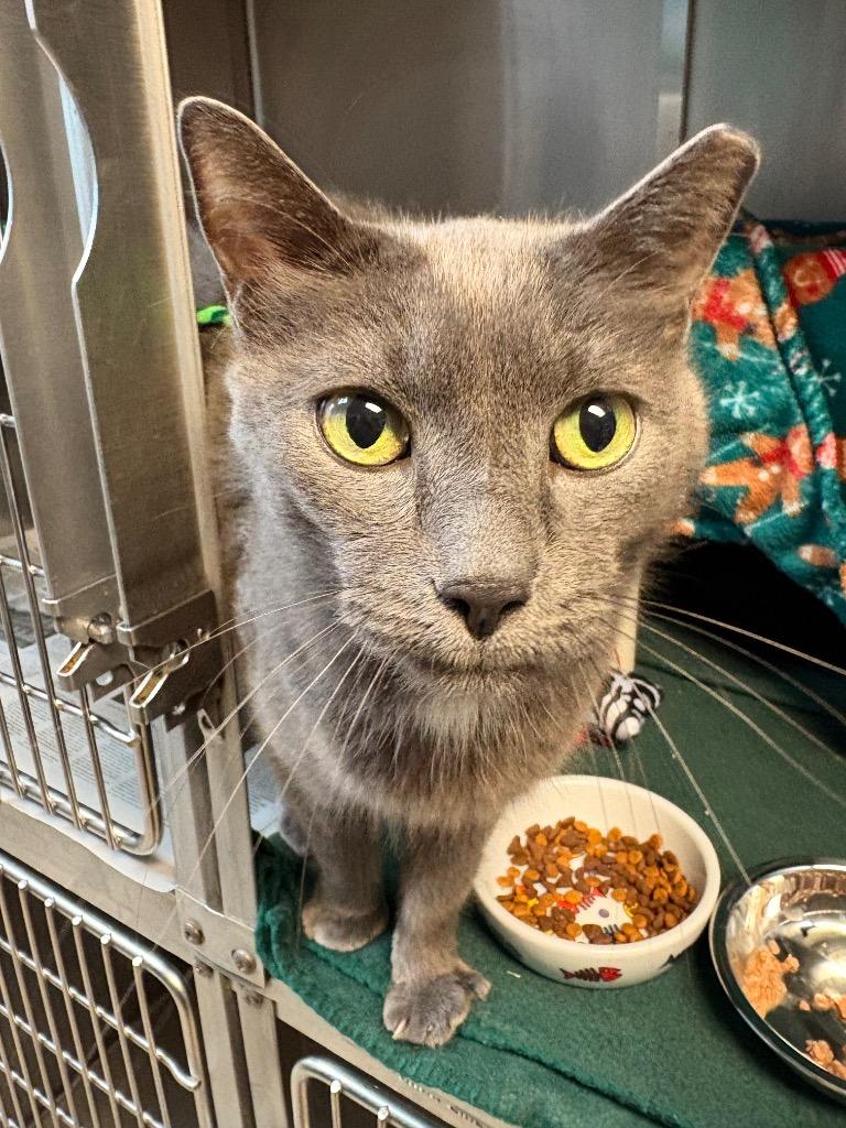 Sir Charles, a Adoptable mixed breed in Detroit, MI image 2/3