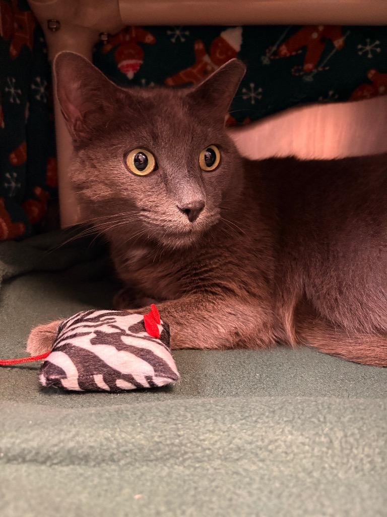 Sir Charles, a Adoptable mixed breed in Detroit, MI image 3/3