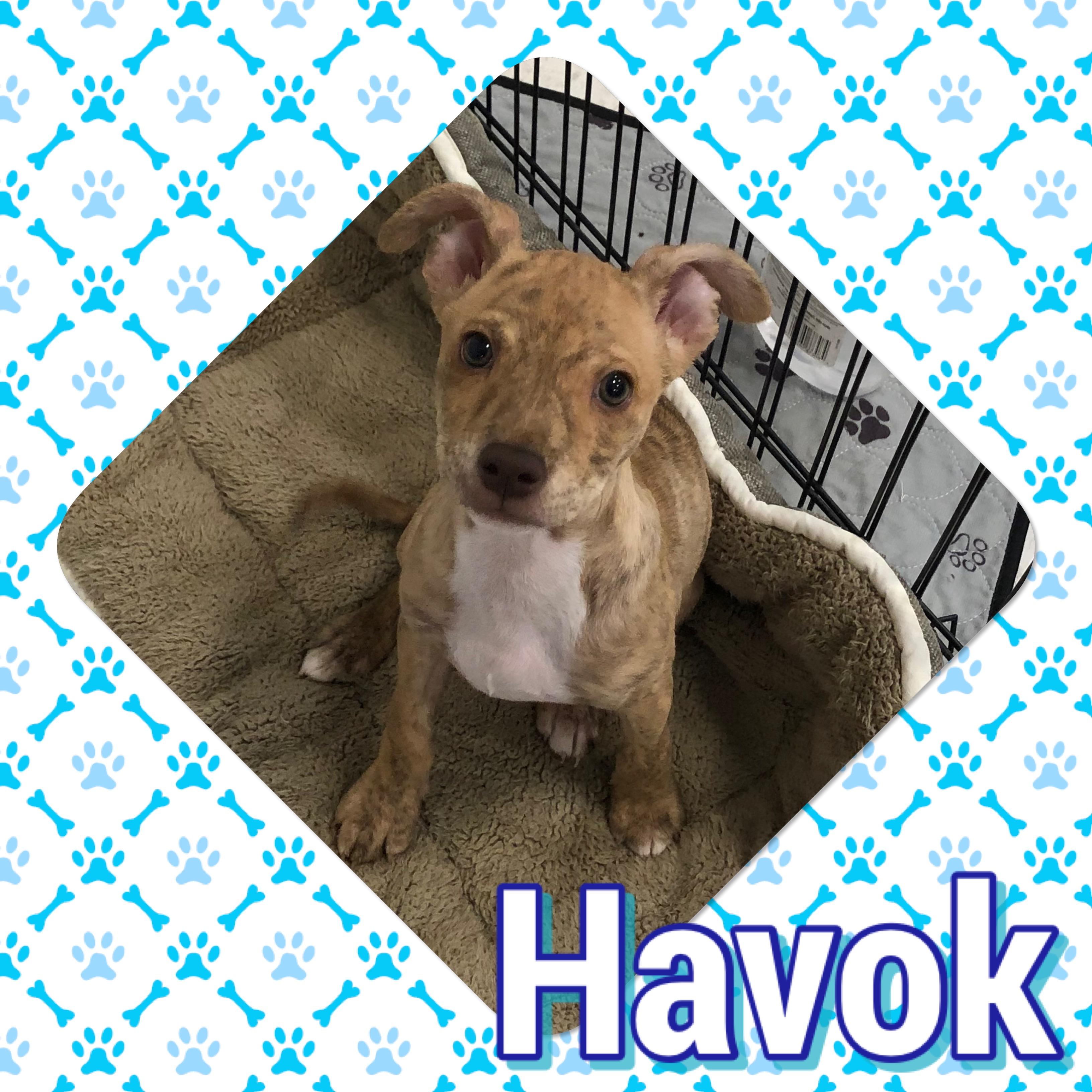 Havok, Adoptable, Young Male Chihuahua & Pit Bull Terrier.