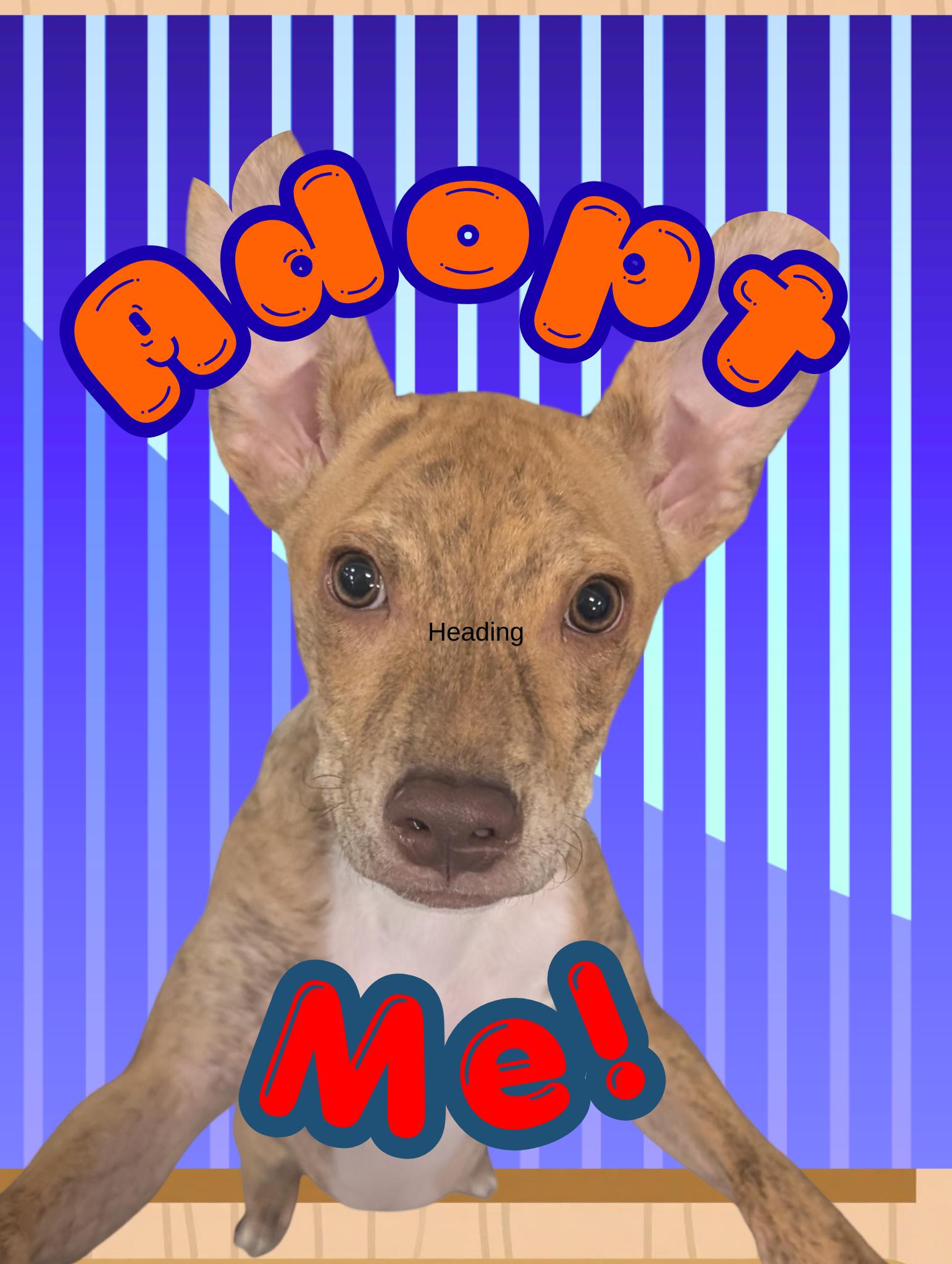 Havok, Adoptable, Young Male Chihuahua & Pit Bull Terrier.
