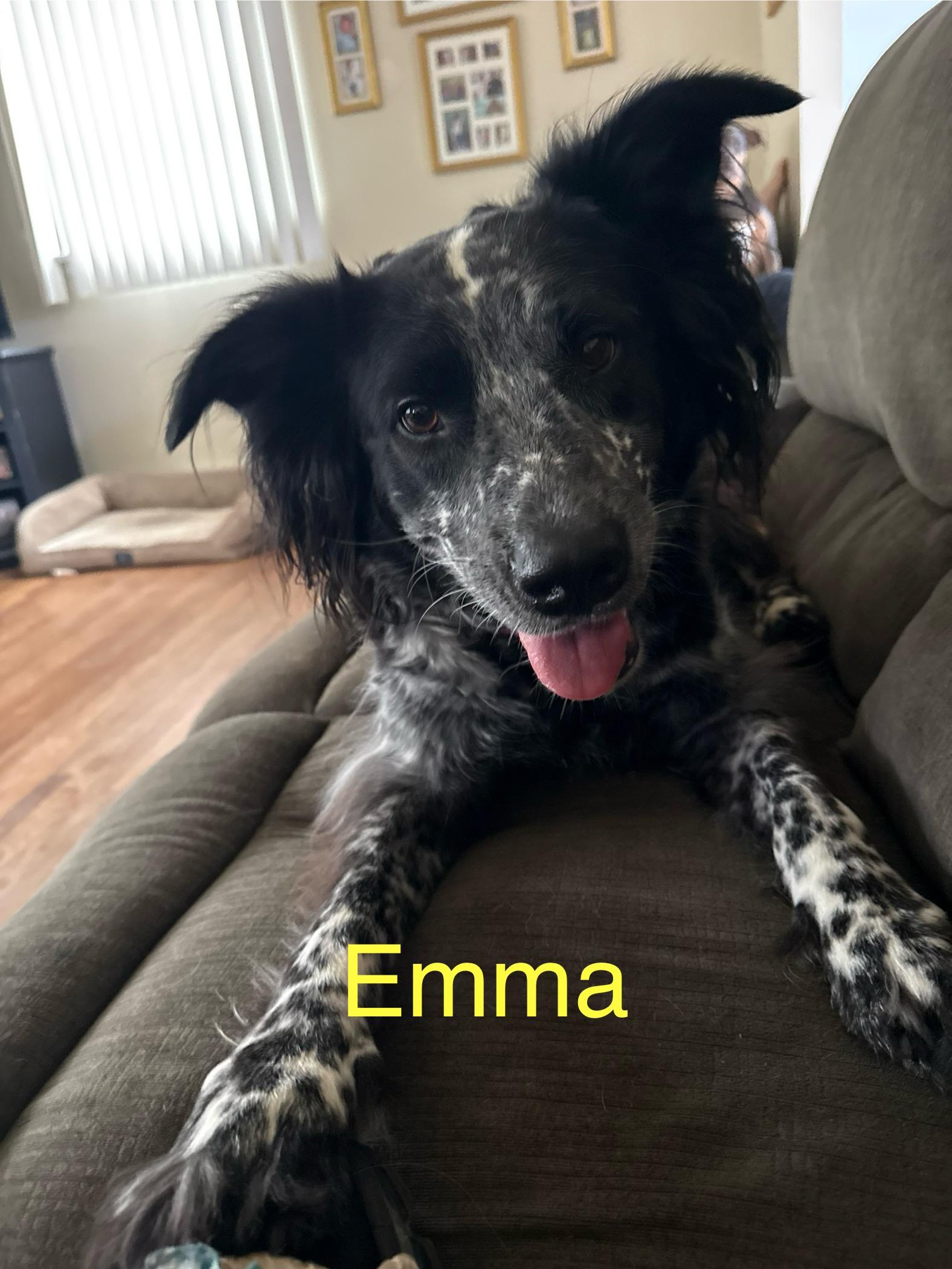 Enlarge Emma, a Adopted Australian Shepherd in Whiting, NJ image 1/1