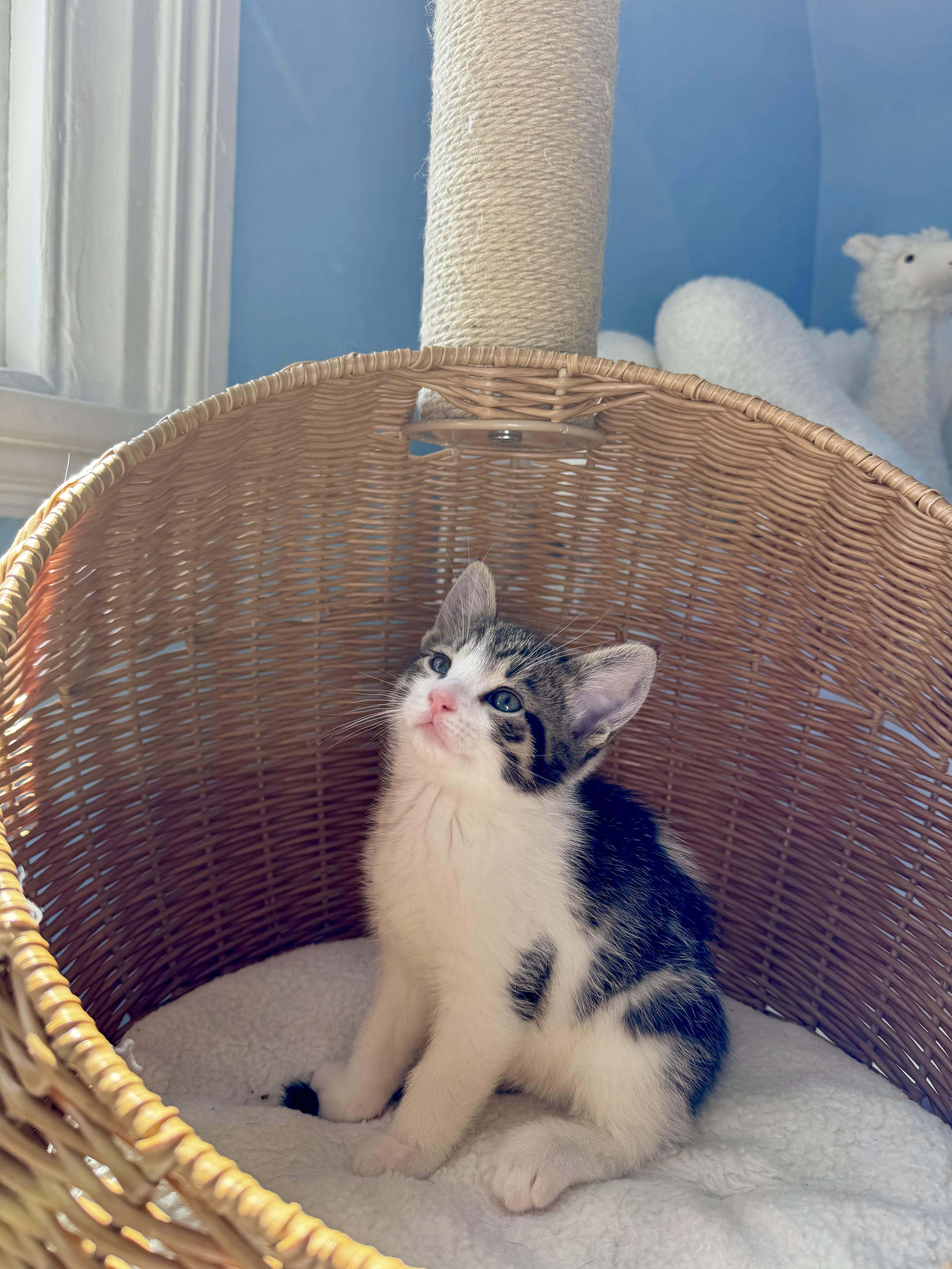 Biscotti , adopted, Kitten Male Domestic Short Hair.