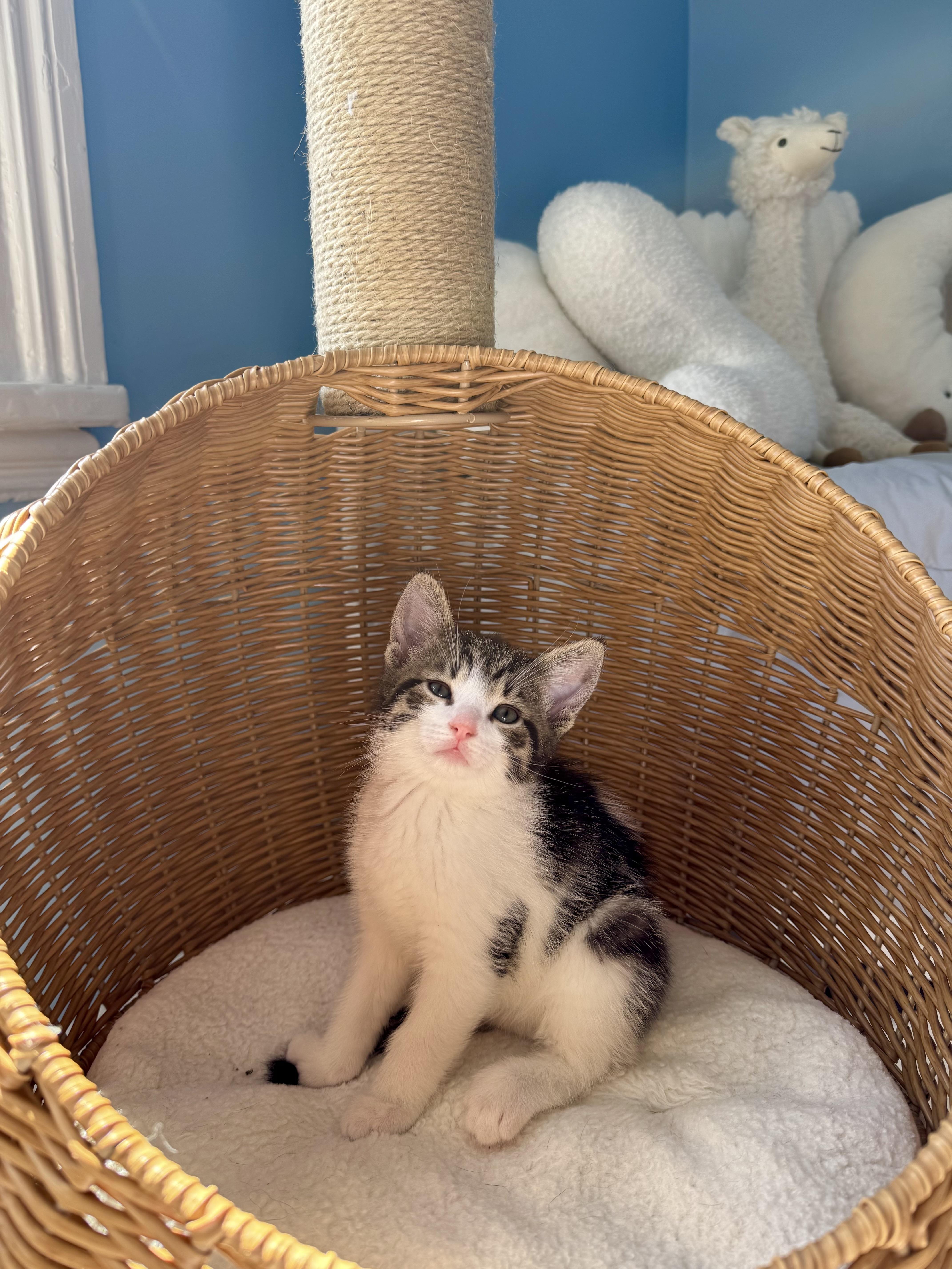 Biscotti , an adopted Domestic Short Hair in Ramsey, NJ image 2/6