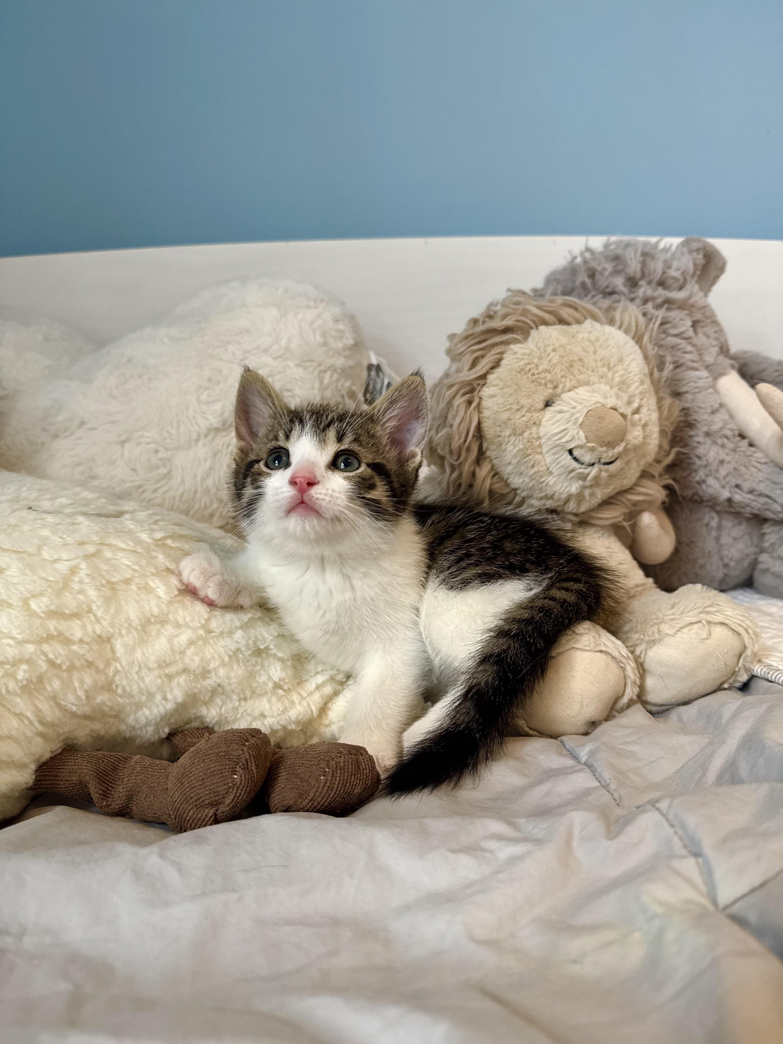 Biscotti , an adopted Domestic Short Hair in Ramsey, NJ image 4/6