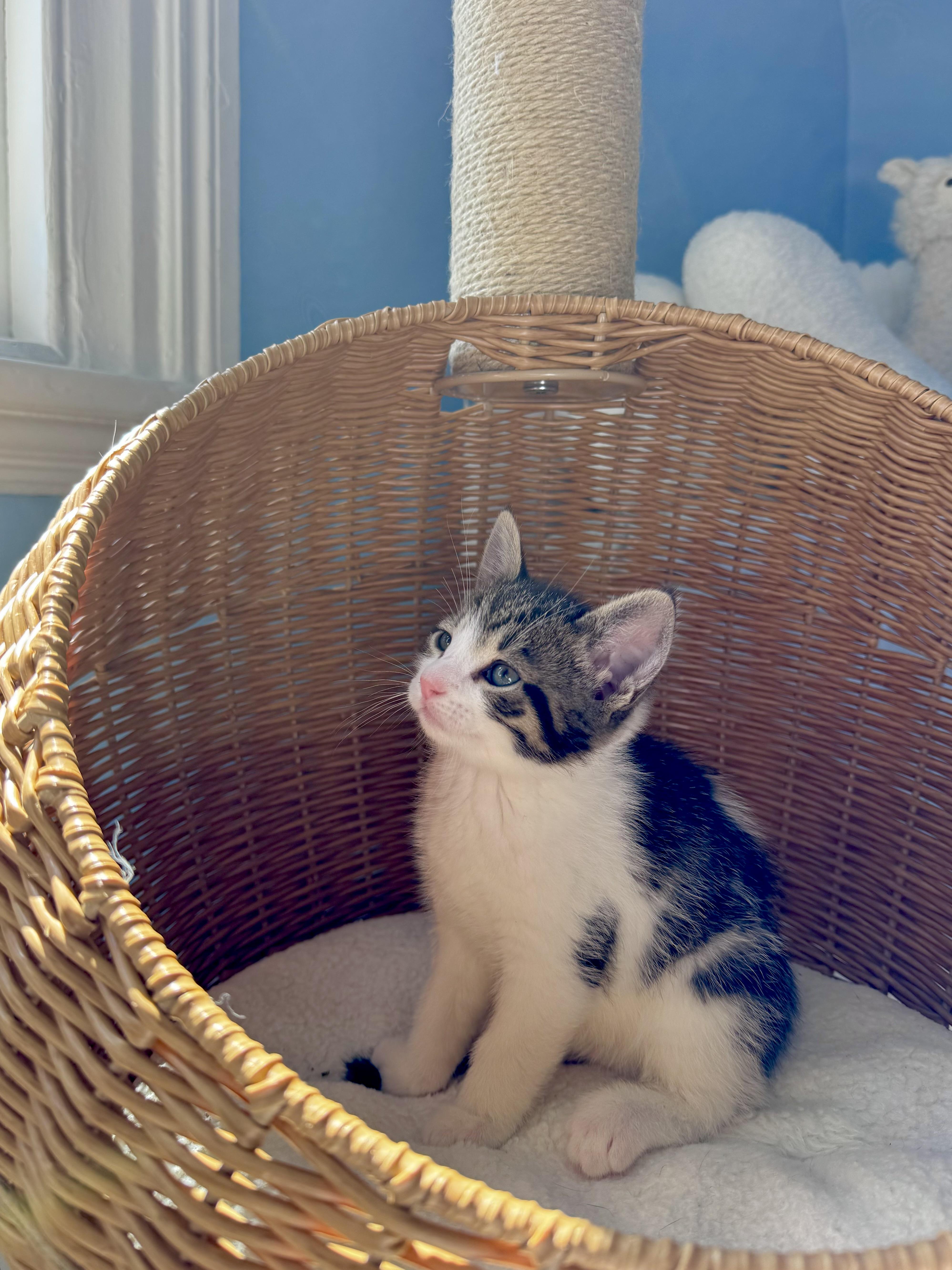 Biscotti , an adopted Domestic Short Hair in Ramsey, NJ image 6/6