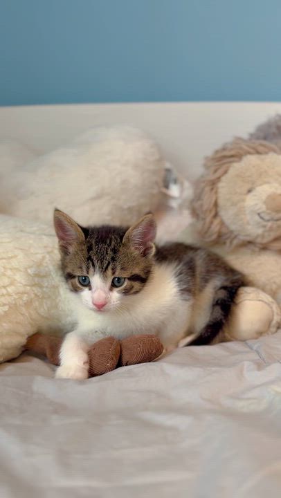 Enlarge Biscotti , an adopted Domestic Short Hair in Ramsey, NJ video 5/6